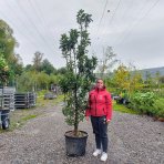 Stĺpovitá jabloň (Malus ballerina) ´POLKA´® - jesenná, výška 220-250 cm, kont. C70L